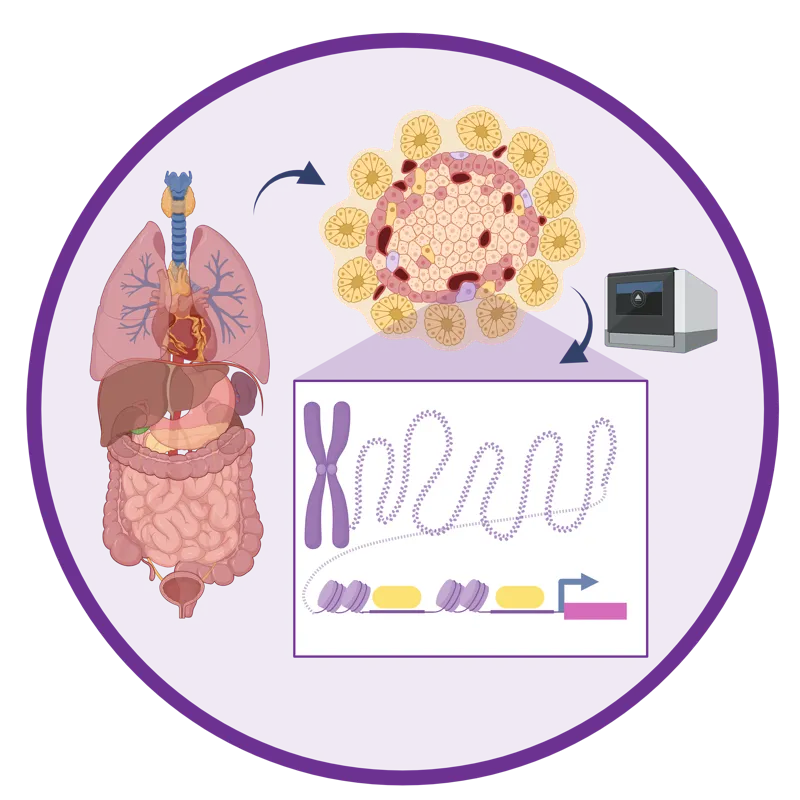 Single cell epigenomics of human tissues
